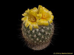 Thelocactus conothelos 1534